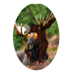 MoosinAround MoosinAround's Avatar