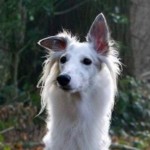 Kittyhawk_ Kittyhawk_'s Avatar