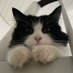 Starstruck_s's Avatar