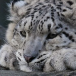 Vampyrc Vampyrc's Avatar