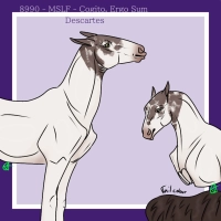 Thumbnail of 8990 MSLF Cogito, Ergo Sum