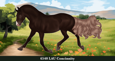 Thumbnail image for 6540 LAU Concinnity
