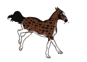 Thumbnail of 9681 African civet