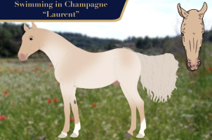 Thumbnail for 8350 Swimming in Champagne