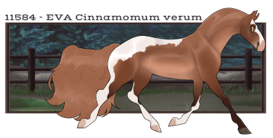 Thumbnail image for 11584 EVA Cinnamomum verum