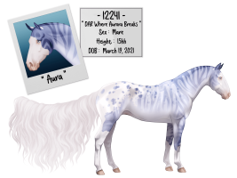 Thumbnail for 12241 DAR Where Aurora Breaks